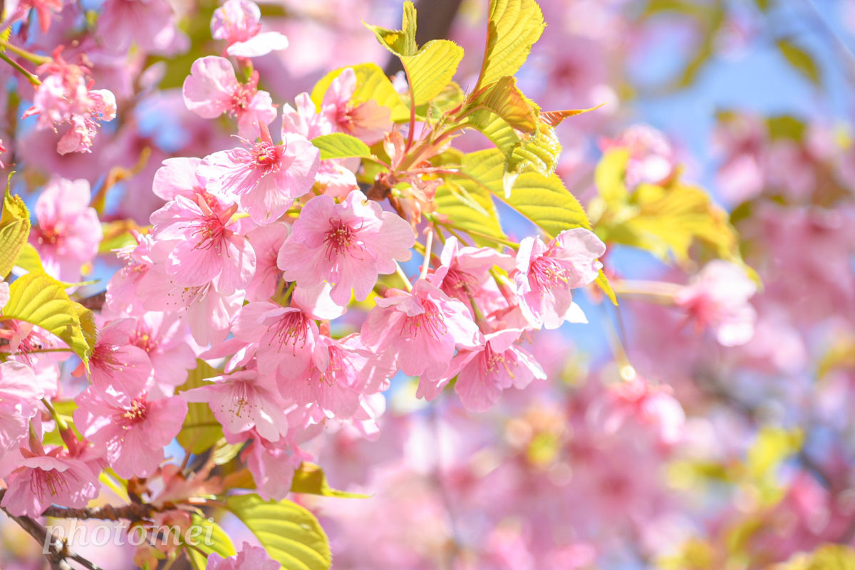 春の桜をきれいに撮る