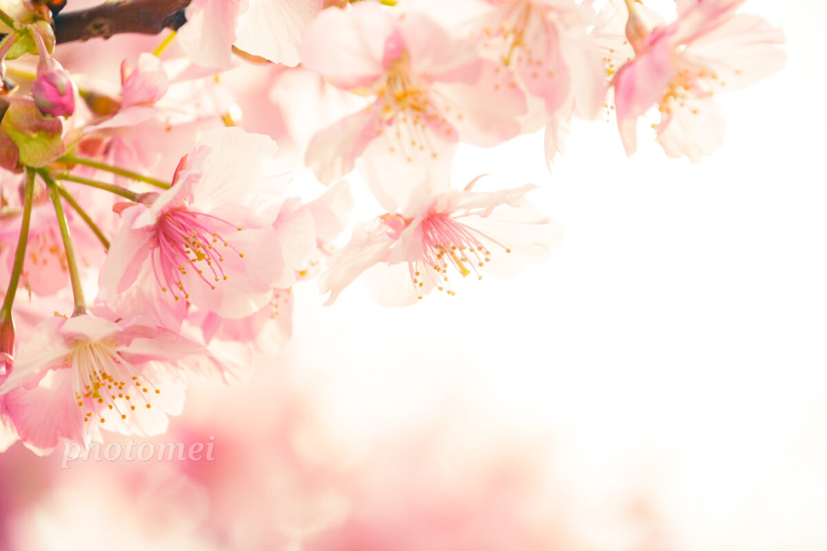 桜撮りワークショップ