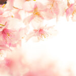 桜撮りワークショップ