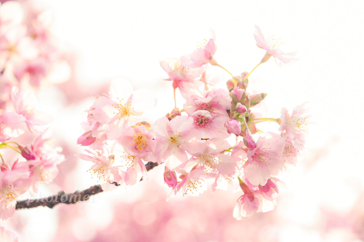 桜撮り動画ワークショップ