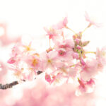 桜撮り動画ワークショップ